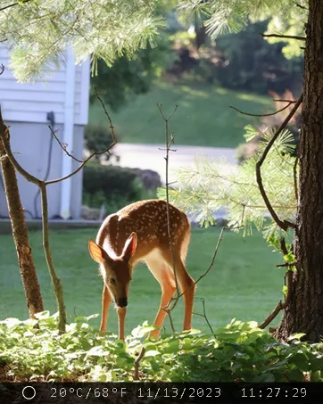 Foto diurna di un giovane cervo su un prato