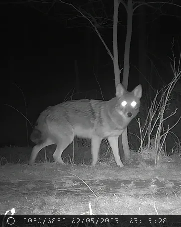 Foto notturna a infrarossi di un coyote scattata da una fototrappola MAXDONE