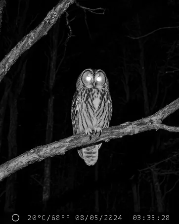 Foto notturna a infrarossi di un gufo su un ramo
